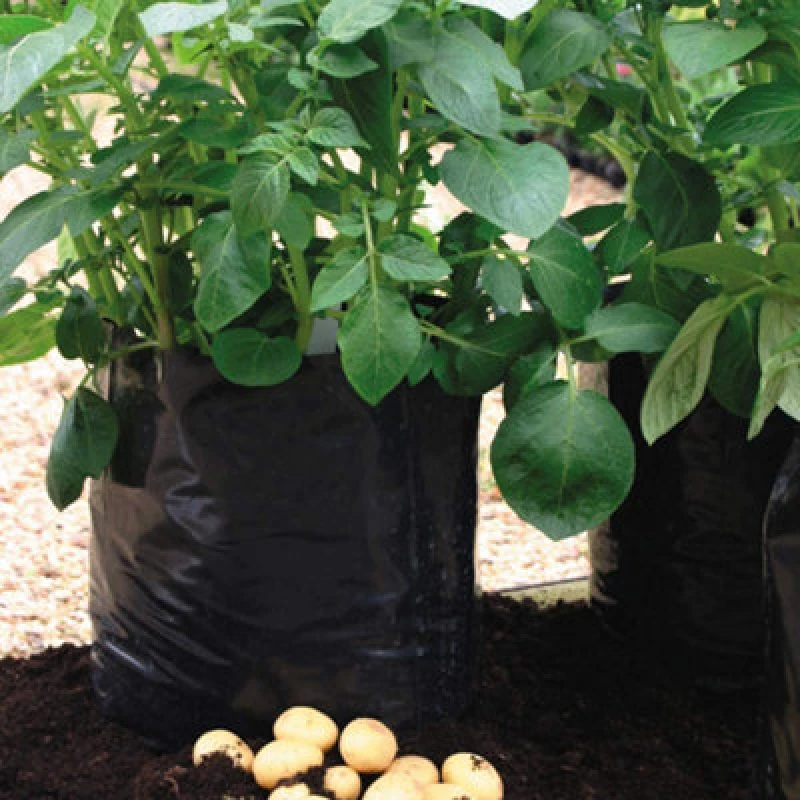 Image of Thompson & Morgan Potato Growing Bag Reusable Portable Planter 1X Potato Growing Bag By Thompson And Morgan (1)