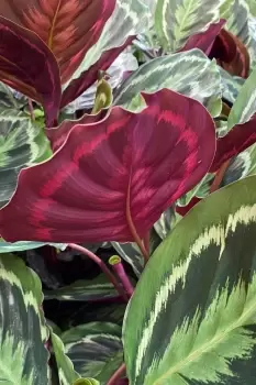 Image of Calathea Medallion Plant