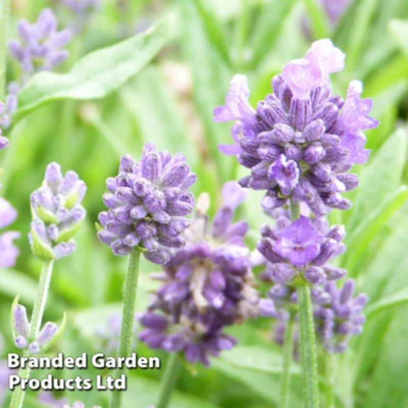 Image of Thompson & Morgan Lavandula Angustifolia Dwarf Blue 9Cm Potted Plants X 3