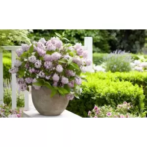 Image of Thompson & Morgan Thompson and Morgan Deutzia Raspberry Sundae 9cm Pot x 1
