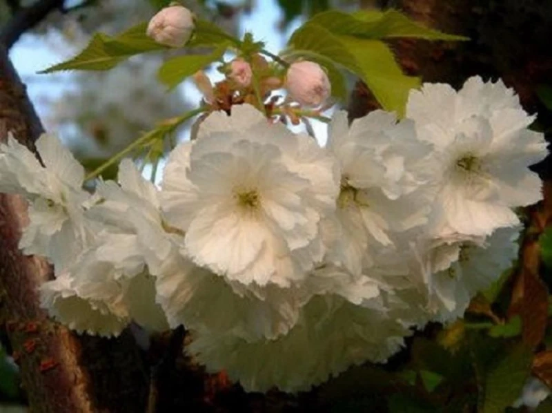 Image of Direct Plants Prunus Longipes Blushing Bride Flowering Cherry Tree 5-6ft Supplied in a 7.5 Litre Pot in Green Green Unisex
