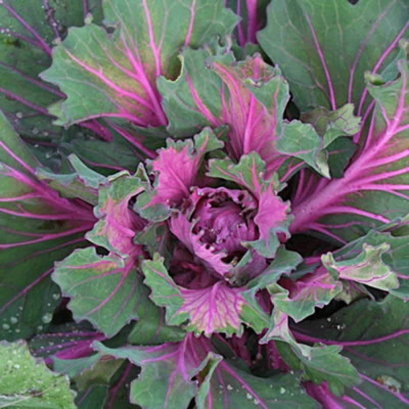 Image of Thompson & Morgan Starmaker Kale Buttonhole Seeds - Gourmet Borecole Pink & Green Leaves Sweet Tender Hardy Annual Vegetable 1 Packet (10 Seeds) By
