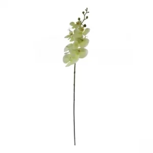 image of Single Orchid Spray, Cream Flowers, 85cm