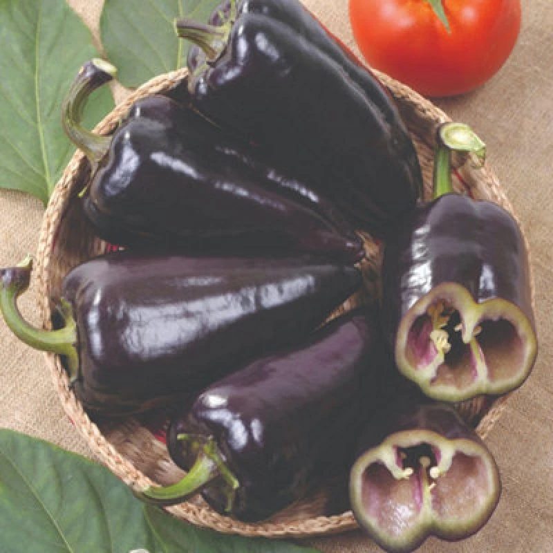 Image of Thompson & Morgan Black Knight F1 Sweet Pepper Seeds - Glossy Purple-Black Early Crop Half-Hardy Annual - 8 Seeds