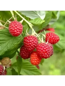Image of Raspberry Sweet Sunshine - 3 X 9Cm Pots