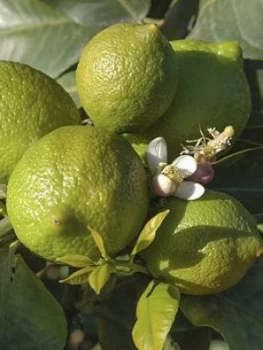 Image of Large Lime Tree In 6.5L Pot