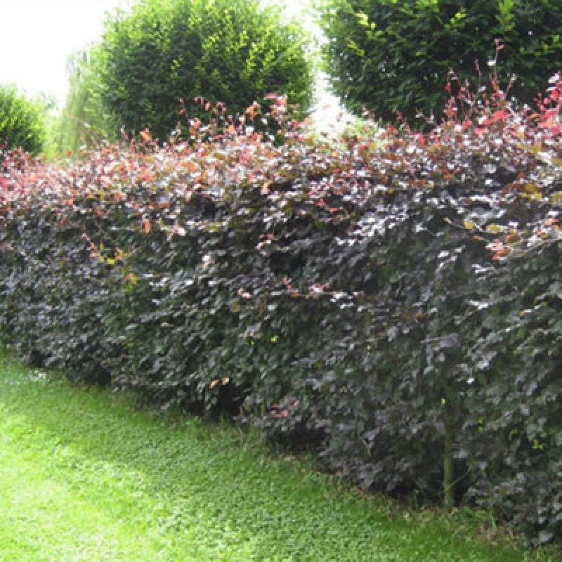 Image of Inspirational Gifting 1-2ft Purple Beech (Fagus Sylvatica Atropunicea) Semi-Evergreen Bare Root Hedging Plants - Pack Of 10