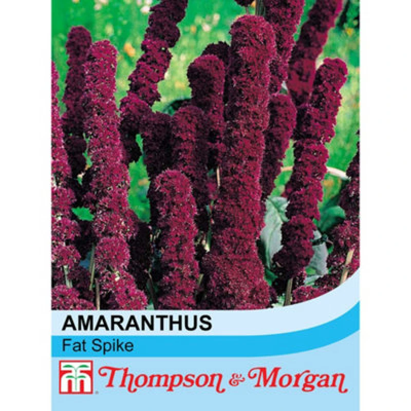 Image of Thompson & Morgan Amaranthus Caudatus Fat Spike 1 Seed Packet (100 Seeds)
