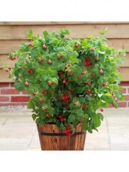 Image of Patio Raspberry Ruby Beauty 2L Pot