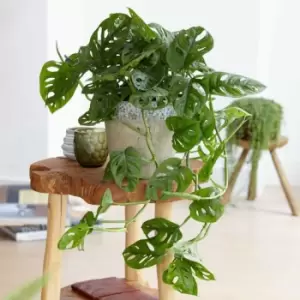 Image of YouGarden Monstera Monkey Leaf In 12Cm Grow Pot