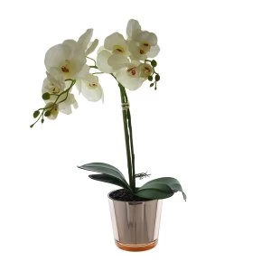 image of The Flower Patch Cream Orchid in Glass Pot 52cm