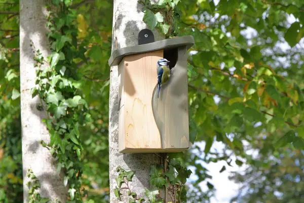 image of Wildlife World Simon King Curve Cavity Nest Box