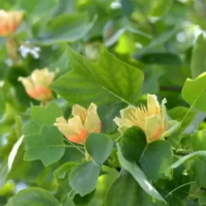 Image of Thompson & Morgan Liriodendron (Tulip Tree) tulipifera 9cm Pot x 1