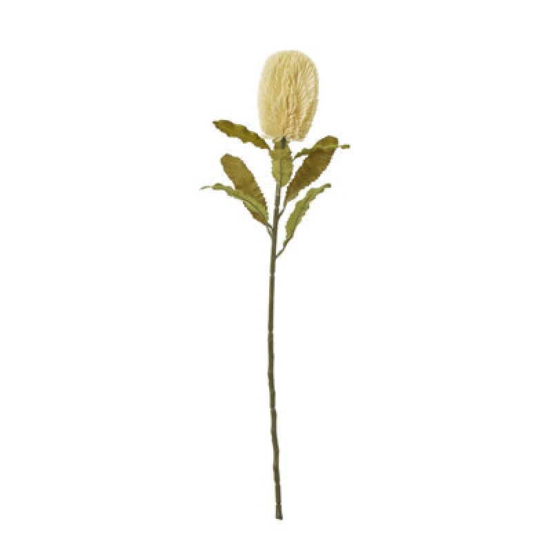 Image of Large Cream Banksia Serrata Stem