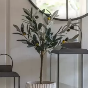Image of Crossland Grove Olive Tree Small 220X220X600Mm