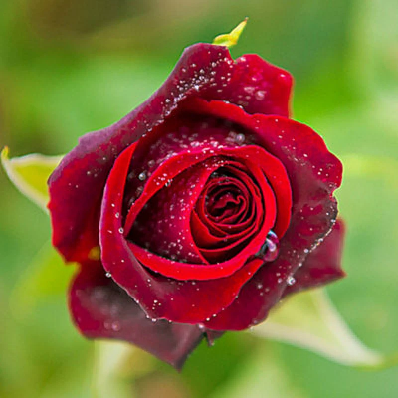 Image of Yougarden Rose 'black Baccara', Established Rose In 4L Pot, Ready For Planting, For Pots, Beds, And Borders