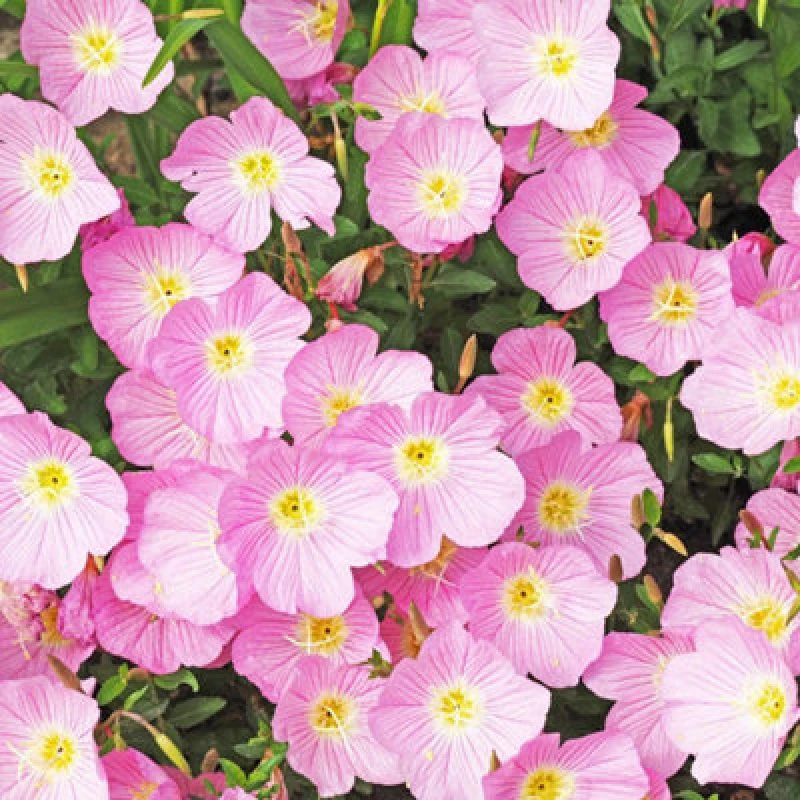 Image of Thompson & Morgan Evening Primrose Pink Petticoats Seeds - Hardy Perennial Flower Fragrant Pink Blooms Long-Flowering (100 Seeds)