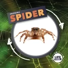 Image of Life Cycle Of A Spider