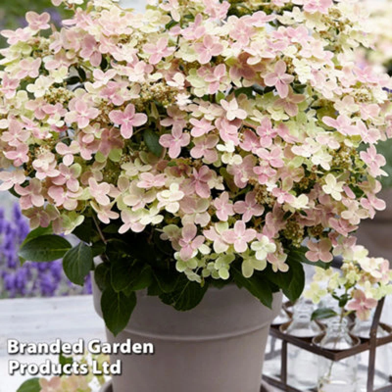 Image of Thompson & Morgan Hydrangea Paniculata Switch Ophelia - 3 X 9Cm Potted Plants