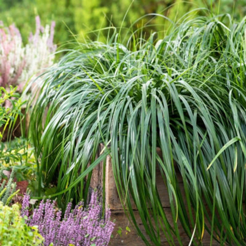 Image of Thompson & Morgan Carex Ribbon Falls 9Cm Potted Plant X 1