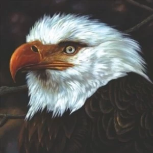 Image of Mogwai - The Hawk Is Howling CD