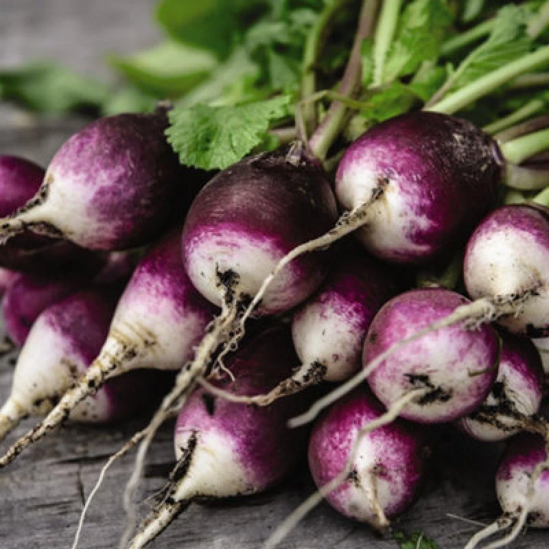 Image of Thompson & Morgan Radish Diana Kew Gardens 1 Seed Packet (350 Seeds)