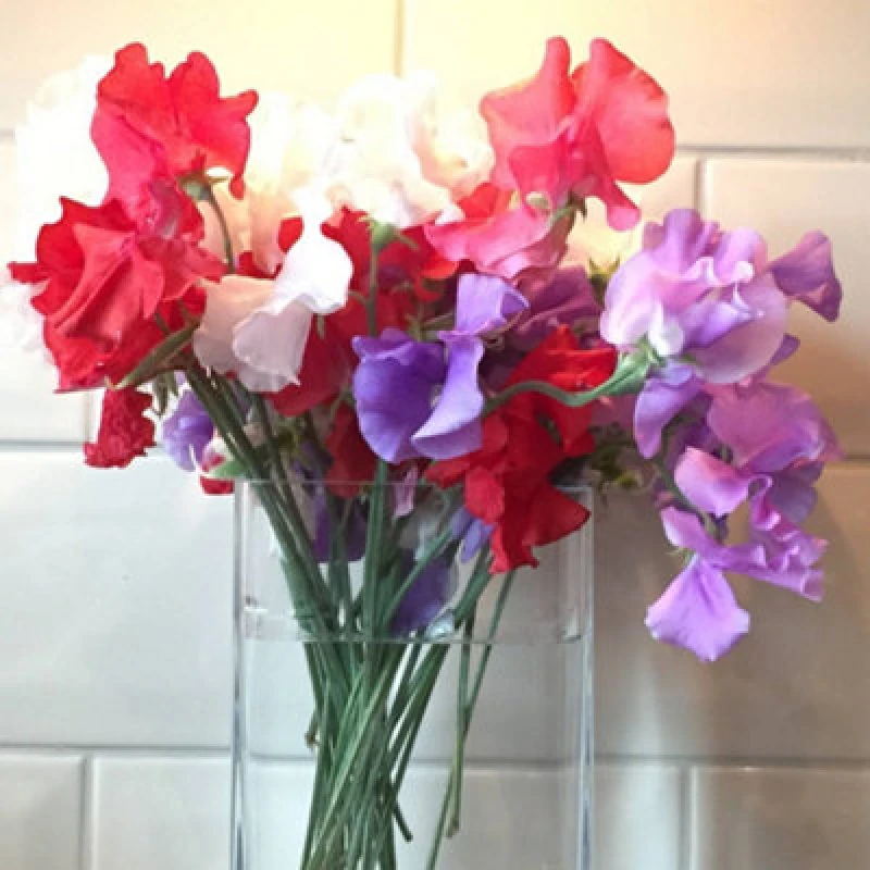 Image of Thompson & Morgan Sweet Pea Patriotic Mix 1 Seed Packet (25 Seeds)