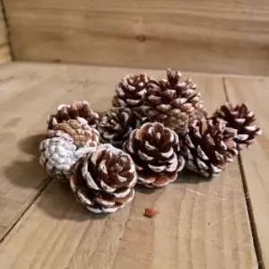 image of Festive Christmas 12pc Small Snow Tipped Pine Cones