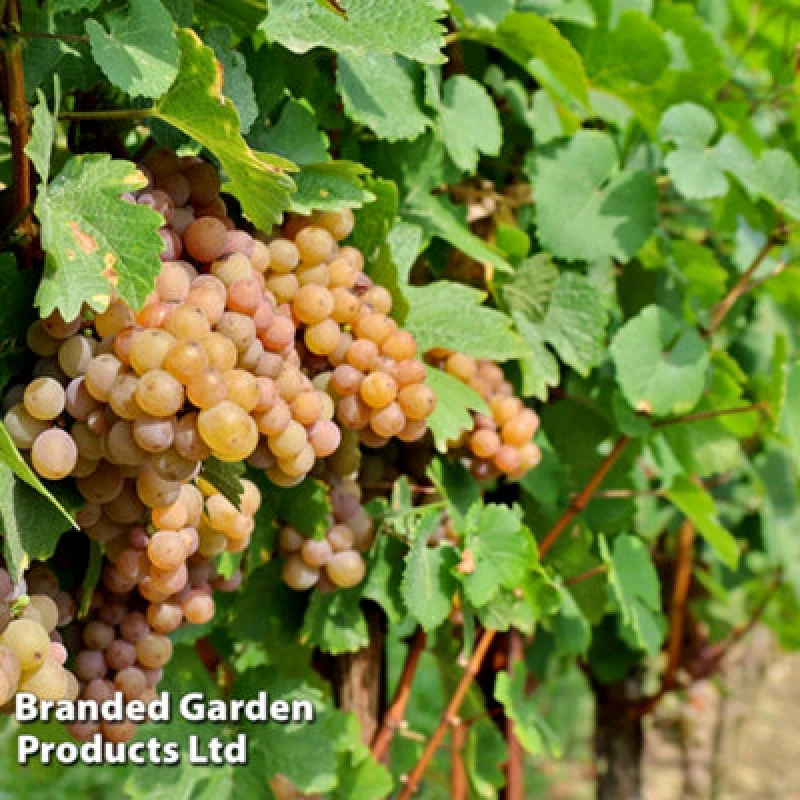 Image of Thompson & Morgan Grow Your Own Fruit Grape (Vitis) Pinot Gris (Red) 10.5Cm Pot X 1