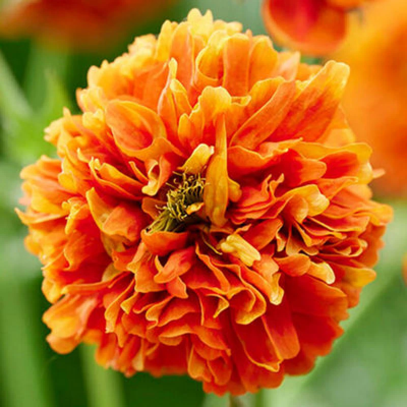 Image of Yougarden You Garden Geum Orange Pumpkin 3 Established Plants In 9Cm Pots
