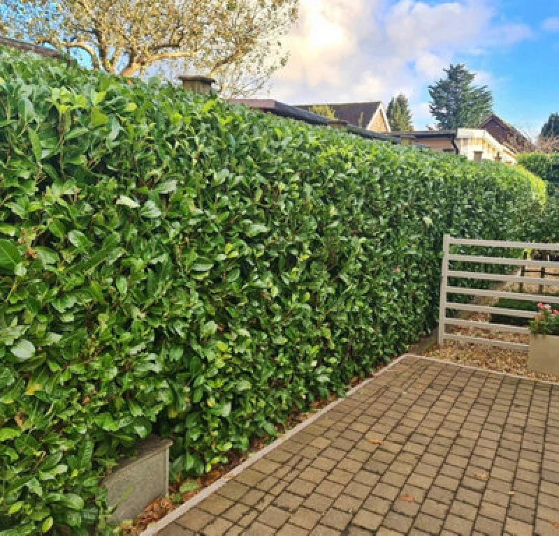 Image of Inspirational Gifting 2-3ft Laurel (Prunus Laurocerasus) Large Multi-Stemmed Bushy Bare Root Evergreen Hedging Plants Whip Sapling - Pack Of 10