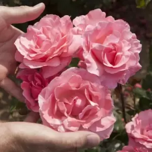 Image of Yougarden Rose Queen Elizabeth Bare Root Bush