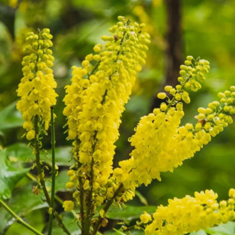 Image of Thompson & Morgan Mahonia Japonica Hivernant 9Cm Pot X 1