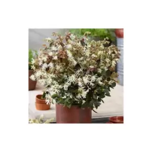Image of Loropetalum chinense 'Ruby Snow' 15cm