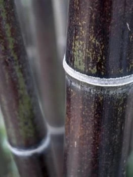 Image of Black Bamboo Phyllostachys Nigra 2L Pot