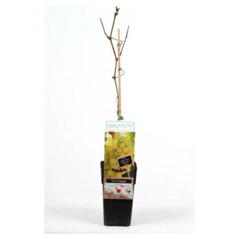 Image of Thompson & Morgan Vitis (Grape) Supaga 15Cm Potted Plant X 1