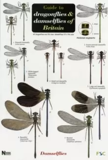 Image of Guide to the Dragonflies and Damselflies of Britain