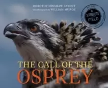 Image of Call of the Osprey