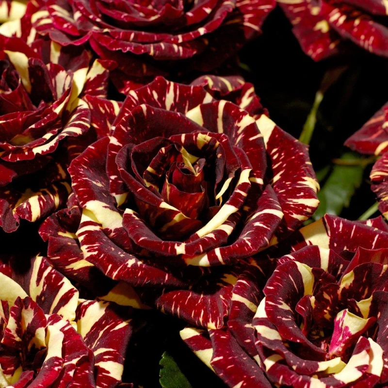Image of YouGarden Pair of Bare Root Roses - Abracadabra Multi unisex 2 bare rt