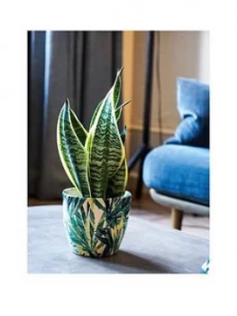 image of Ivyline Real Snake Plant In Leaf Print Pot