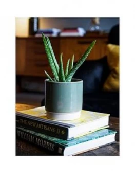 image of Ivyline Real Aloe Vera Plant In Green Pot