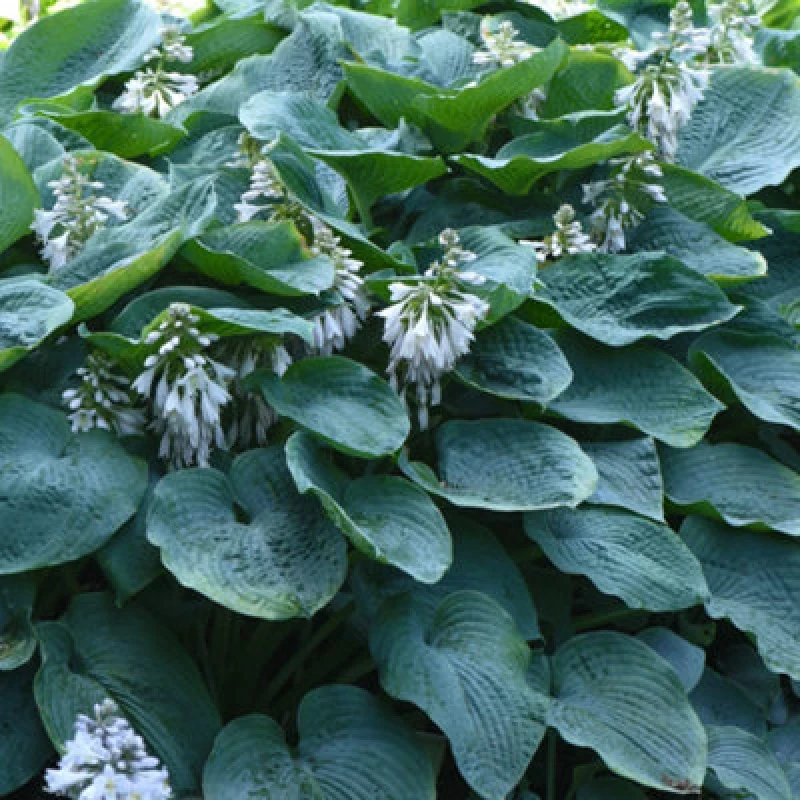 Image of Thompson & Morgan Hosta Sieboldiana Elegan 3 Litre Potted Plant X 1
