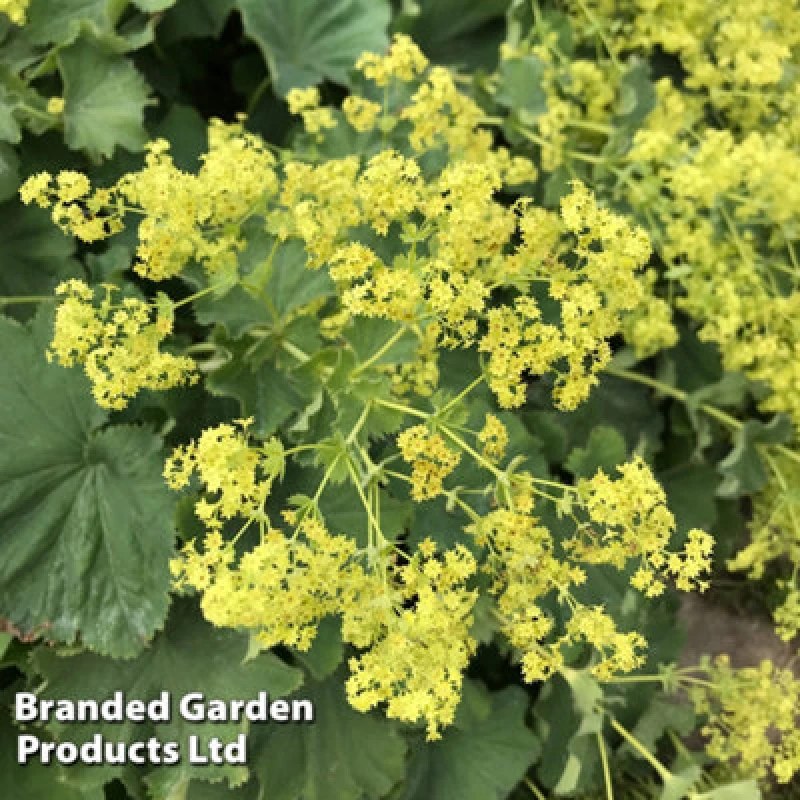 Image of Thompson & Morgan Alchemilla Mollis Thriller 2 Litre Pot X 1