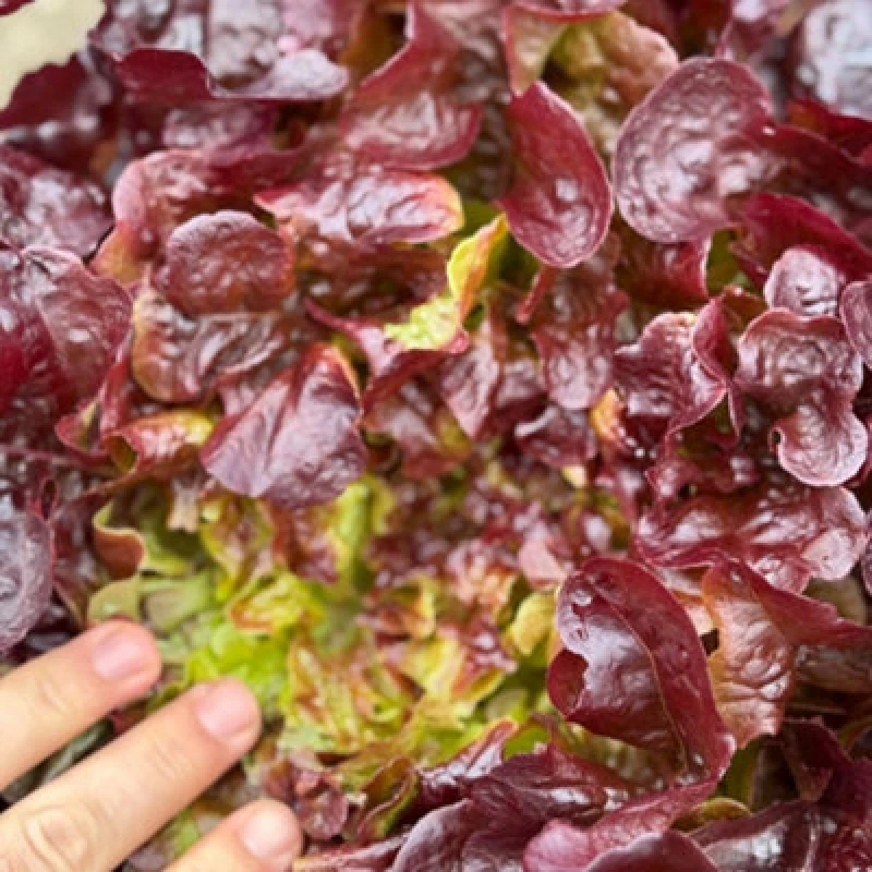 Image of Thompson & Morgan Oakus Red Lettuce Seeds Mildew Resistant Half-Hardy Annual Fresh Crunchy Flavorful 35 Seeds