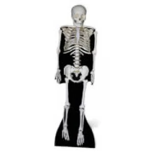 image of Skeleton Lifesize Cardboard Cut Out