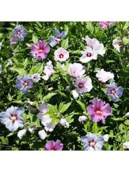 image of 3-In-1 Hibiscus Tricolour 3L Potted Plant