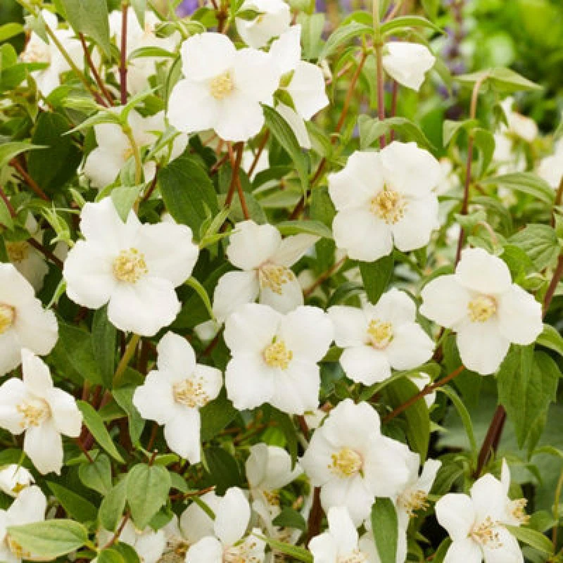 Image of Thompson & Morgan Philadelphus Petite Perfume White 9Cm Potted Plant X 2