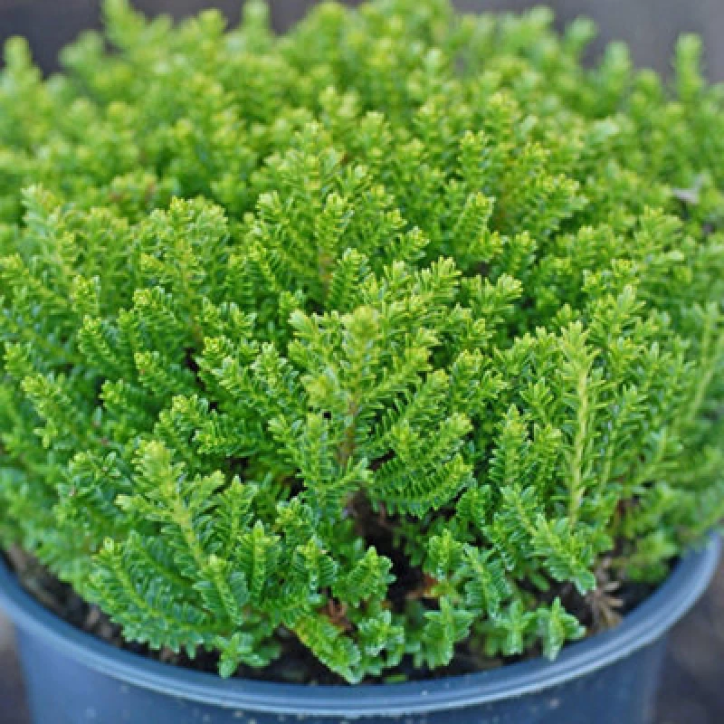 Image of Thompson & Morgan Hebe Emerald Green 9Cm Potted Plant X 1