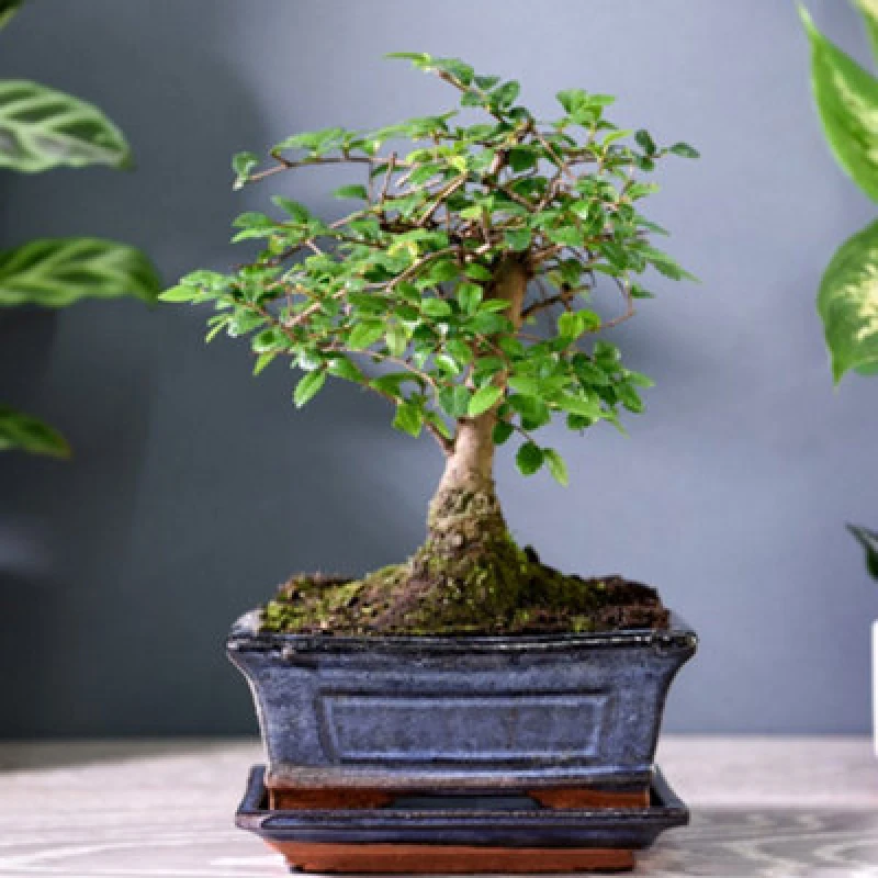 Image of Thompson & Morgan Bonsai Zelkova In Ceramic With Saucer 12Cmx 1