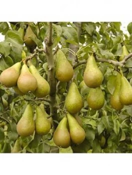 Image of Pear Confrence Tree 1.4M Bare Root
